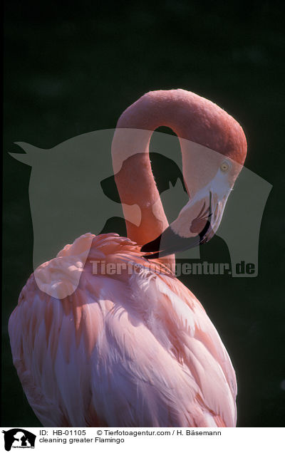 Flamingo bei der Gefiederpflege / cleaning greater Flamingo / HB-01105