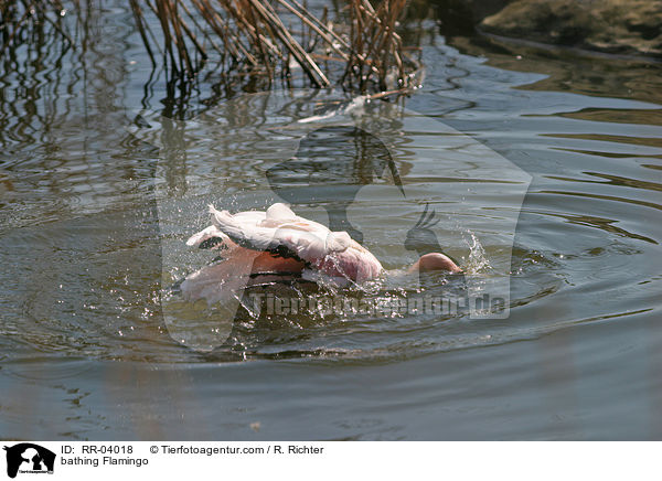 bathing Flamingo / RR-04018