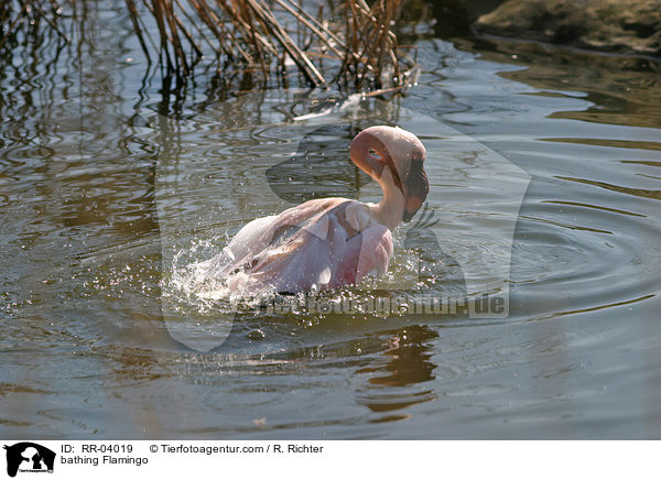 bathing Flamingo / RR-04019