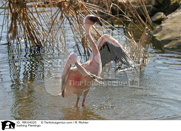 bathing Flamingo / RR-04020