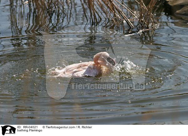 badendet Flamingo / bathing Flamingo / RR-04021