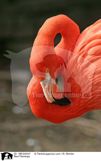 Red Flamingo / RR-04047