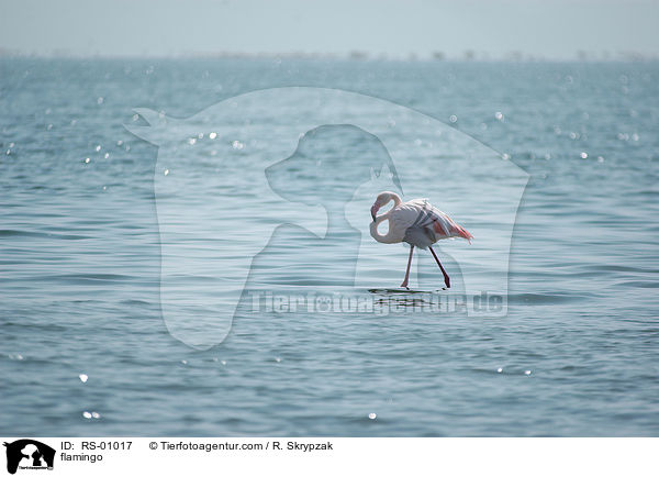 flamingo / RS-01017