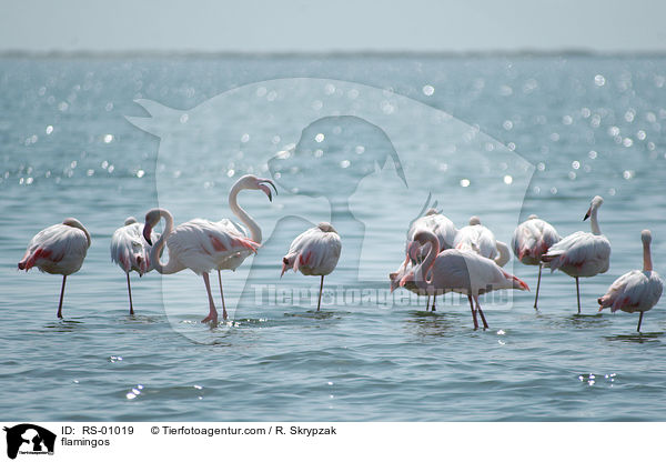 Flamingos / flamingos / RS-01019
