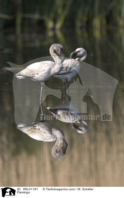 Flamingo / WS-01181