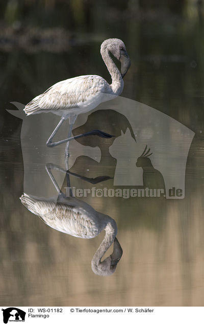 Flamingo spiegelt sich im Wasser. / Flamingo / WS-01182