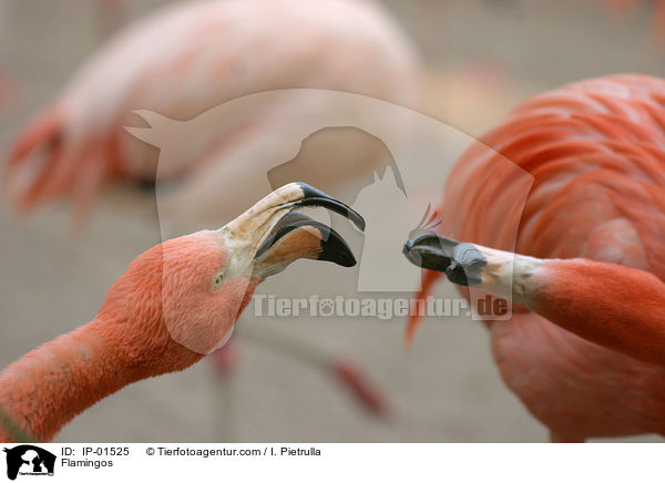 Flamingos / IP-01525