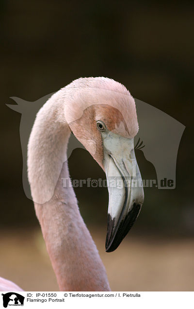 Flamingo Portrait / Flamingo Portrait / IP-01550
