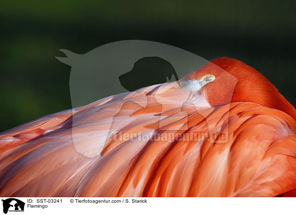 Flamingo / SST-03241