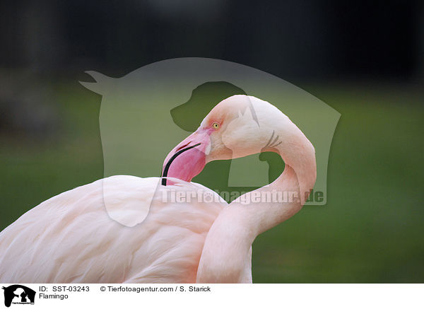 Flamingo / SST-03243