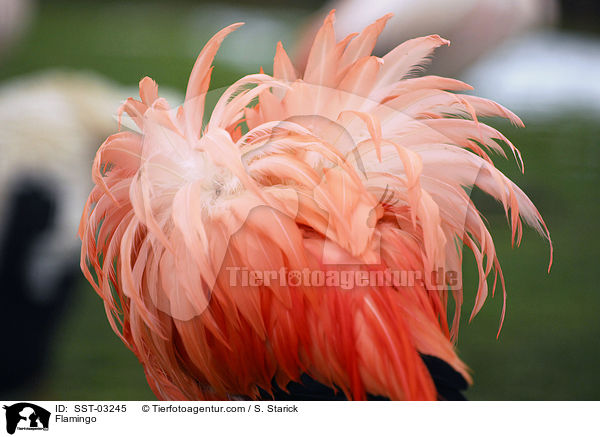 Flamingo / Flamingo / SST-03245