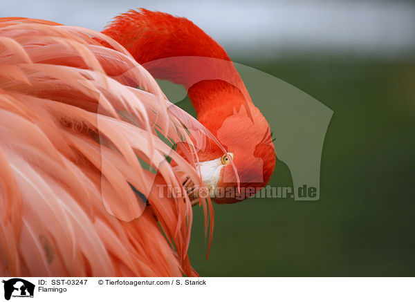 Flamingo / SST-03247