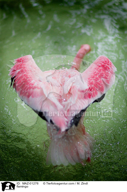 Flamingo / flamingo / MAZ-01276