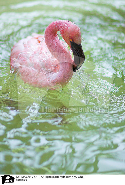 flamingo / MAZ-01277