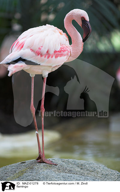 flamingo / MAZ-01278
