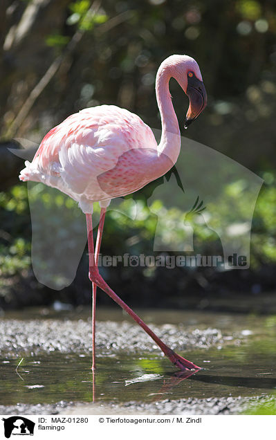 flamingo / MAZ-01280