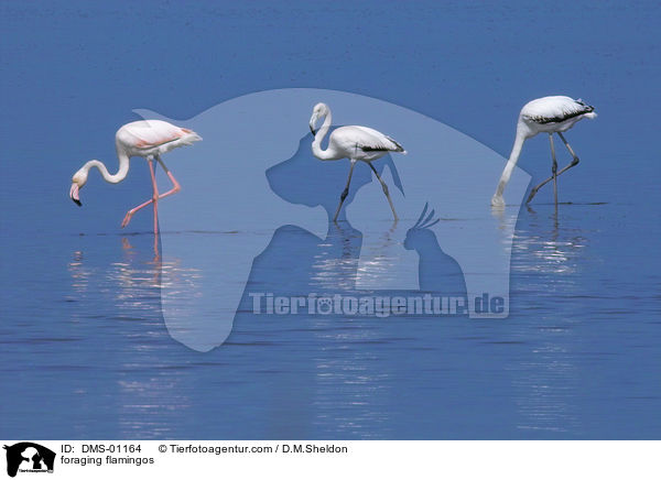 foraging flamingos / DMS-01164