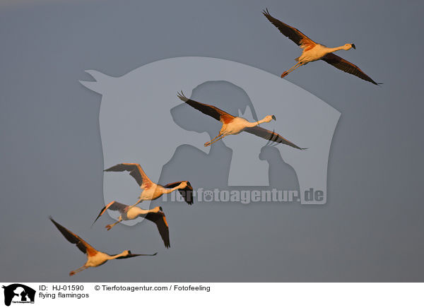 fliegende Flamingos / flying flamingos / HJ-01590
