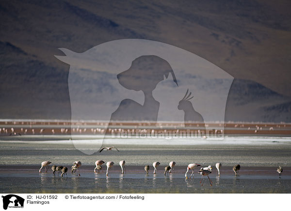 Flamingos / Flamingos / HJ-01592