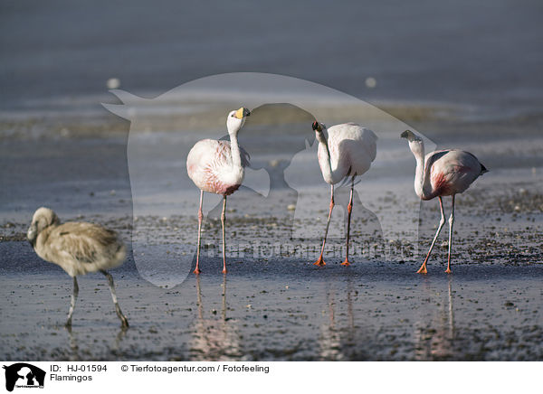 Flamingos / Flamingos / HJ-01594