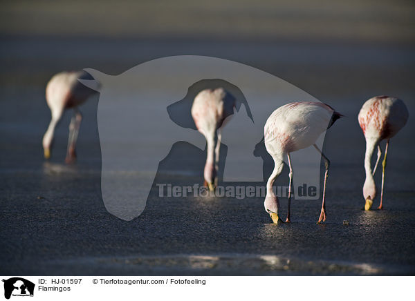 Flamingos / Flamingos / HJ-01597