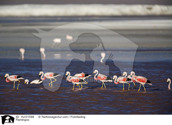 Flamingos / Flamingos / HJ-01598