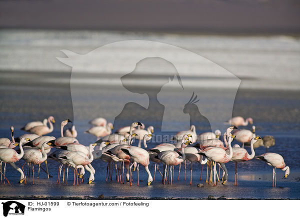 Flamingos / Flamingos / HJ-01599