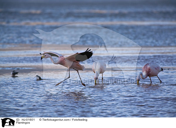 Flamingos / Flamingos / HJ-01601