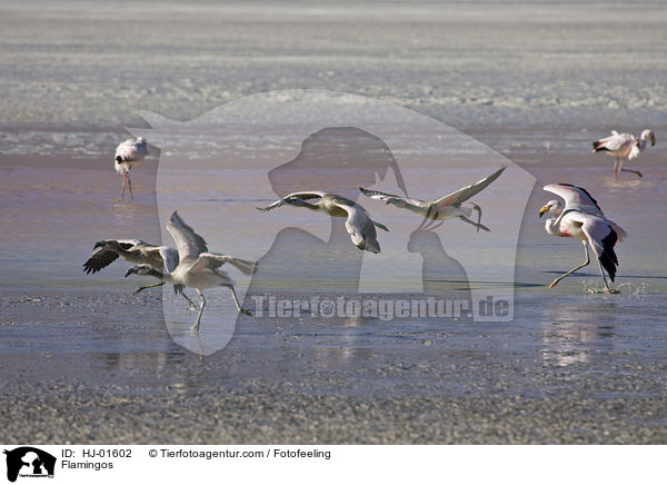 Flamingos / Flamingos / HJ-01602