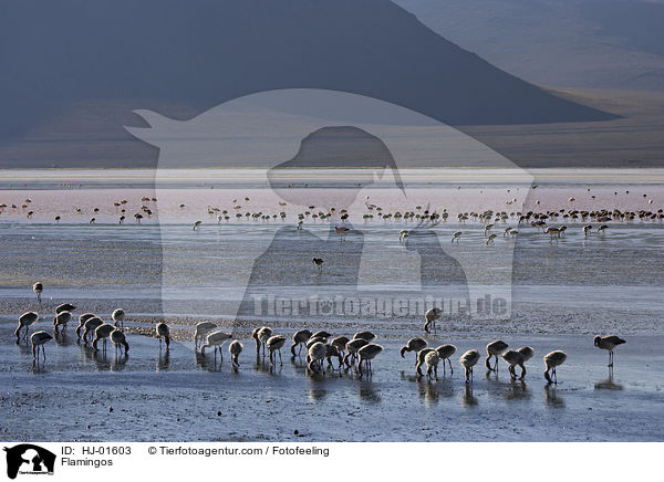 Flamingos / Flamingos / HJ-01603