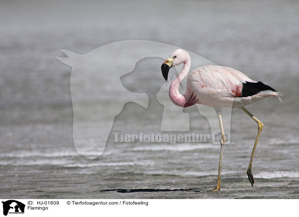 Flamingo / Flamingo / HJ-01609