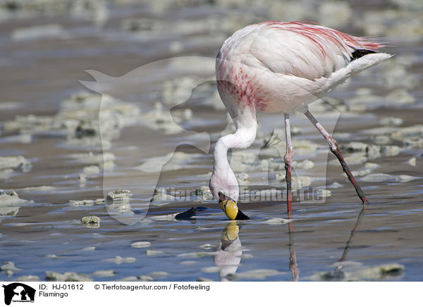 Flamingo / Flamingo / HJ-01612