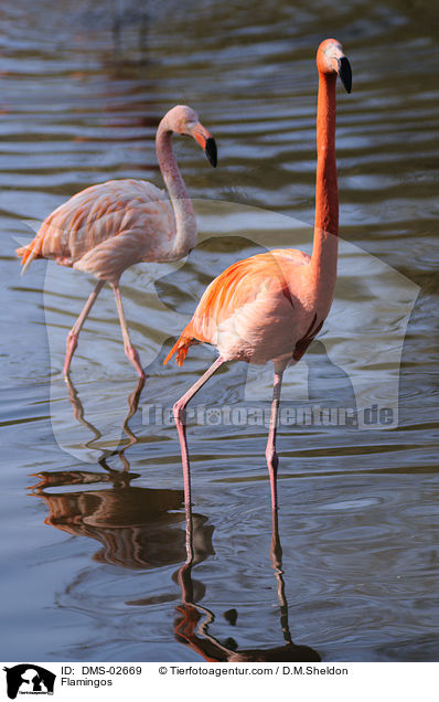 Flamingos / Flamingos / DMS-02669