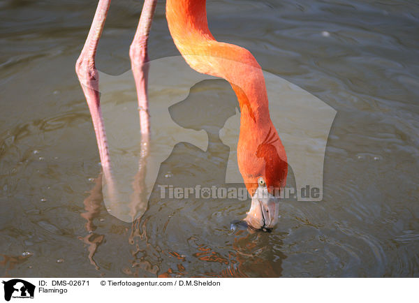 Flamingo / Flamingo / DMS-02671