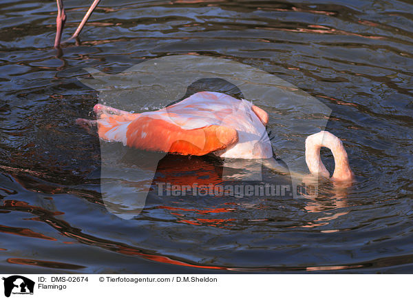 Flamingo / Flamingo / DMS-02674