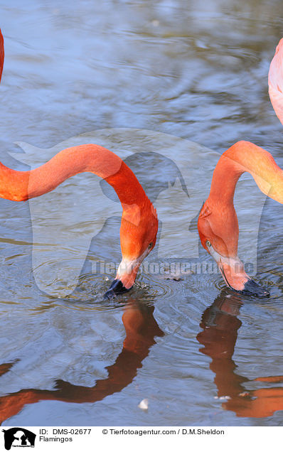 Flamingos / Flamingos / DMS-02677