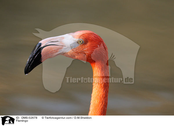 Flamingo / Flamingo / DMS-02678