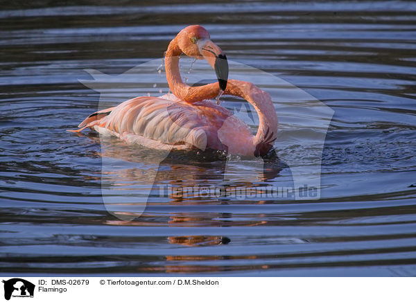 Flamingo / Flamingo / DMS-02679
