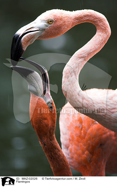 Flamingos / Flamingos / MAZ-02026