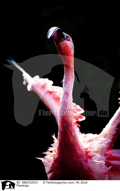 Flamingo / Flamingo / MAZ-02031