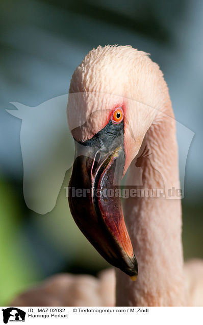 Flamingo Portrait / Flamingo Portrait / MAZ-02032