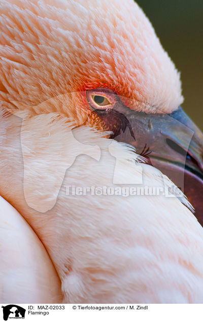 Flamingo / Flamingo / MAZ-02033