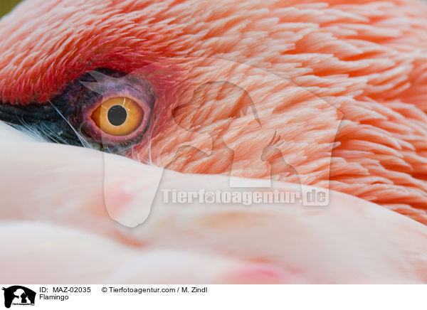 Flamingo / Flamingo / MAZ-02035