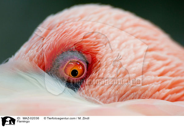 Flamingo / Flamingo / MAZ-02036