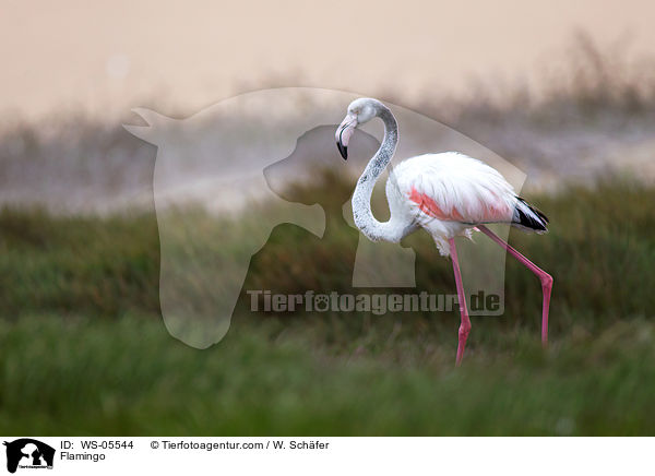 Flamingo / Flamingo / WS-05544