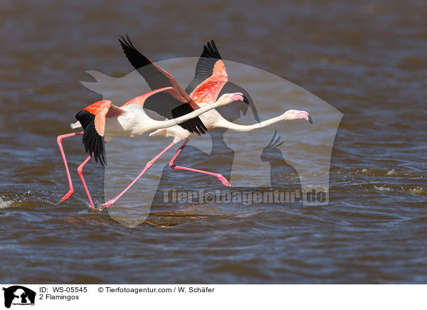 2 Flamingos / 2 Flamingos / WS-05545