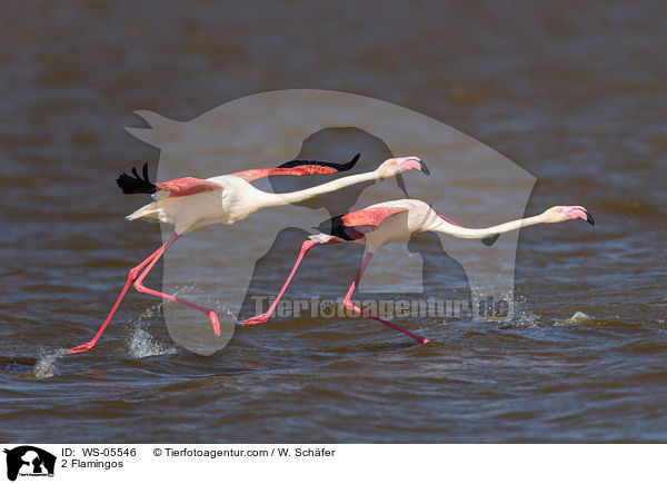 2 Flamingos / 2 Flamingos / WS-05546