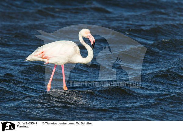 Flamingo / Flamingo / WS-05547