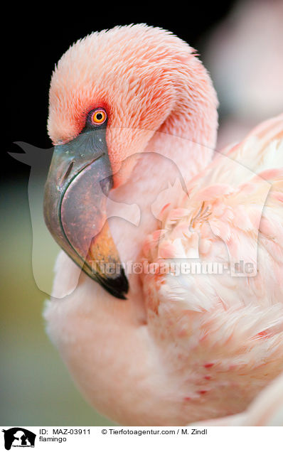 Flamingo / flamingo / MAZ-03911