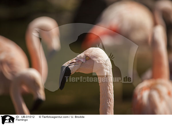 Flamingo / Flamingo / UB-01012